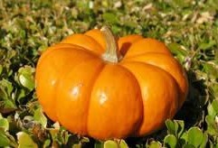 梦见吃瓜然后种瓜