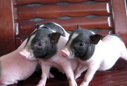 小香猪宠物吃瓜,瓜果飘香，萌宠享乐时光