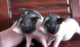 小香猪宠物吃瓜,瓜果飘香，萌宠享乐时光