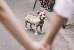 舔狗 吃瓜,揭秘网络社交的另类现象