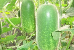 局牗吃瓜,揭秘“吃瓜群众”背后的真相