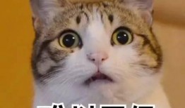 表白视频吃瓜,甜蜜瞬间！表白视频里的甜蜜瓜料大揭秘