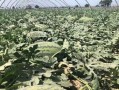 金香玉小蓝瓜怎么吃,金香玉小蓝瓜的多样食法探索