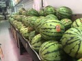大量吃瓜