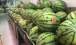 大量吃瓜