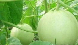 吃7月瓜,尽享七彩瓜果盛宴