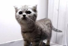 吃瓜喵本人,揭秘娱乐圈背后的那些事儿