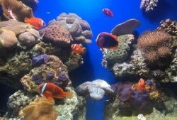 海底吃瓜视频大全,揭秘神秘海底吃瓜瞬间
