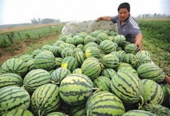 凉山人民吃瓜,瓜果飘香，共享丰收喜悦