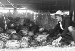 郸城吃瓜群众事件视频,一场网络舆论的风暴与反思