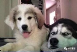 吃瓜群众二哈礼物图片表情包,吃瓜群众的欢乐源泉