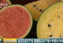 吃瓜综合,吃瓜群众视角下的娱乐圈风云录