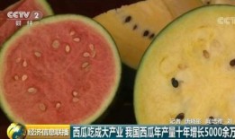 吃瓜综合,吃瓜群众视角下的娱乐圈风云录