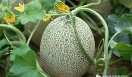 瓜州停车区免费吃瓜,免费吃瓜，夏日清凉好去处