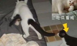 吃瓜看戏磕西皮,一场视觉与听觉的盛宴