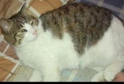 大金牙猫吃瓜群众,吃瓜群众的趣味生活