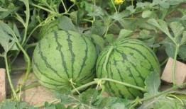 济宁北湖吃瓜事件,一场网络热议背后的真相揭秘