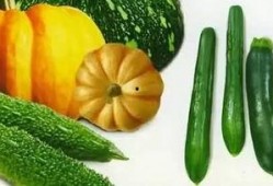 高州翰林府吃瓜,探寻古韵食趣，品味瓜果盛宴