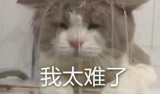 内娱的吃瓜,揭秘娱乐圈的“吃瓜”盛宴