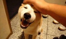 狗头萝吃瓜视频