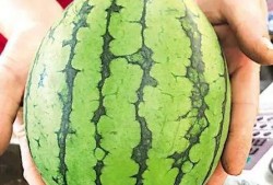 青岛学校吃瓜事件